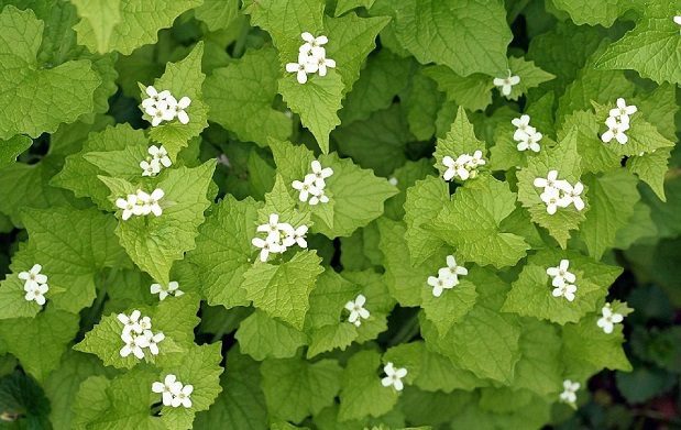 Garlic Mustard