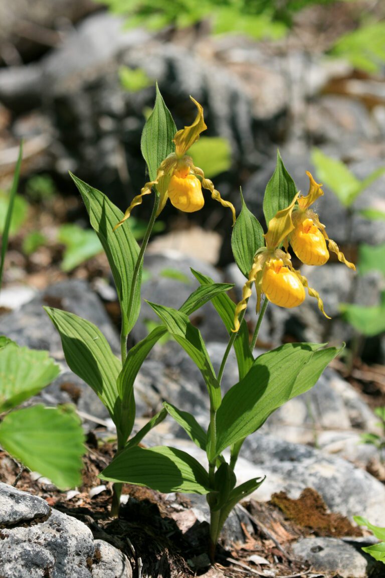 Yellow Ladyslipper