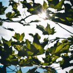 Looking at the sky through the leaves