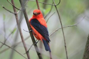 Scarlet Tanager