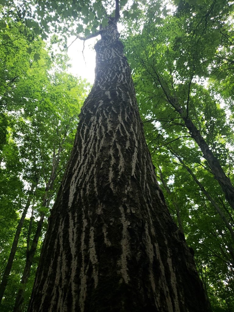 Butternut Tree
