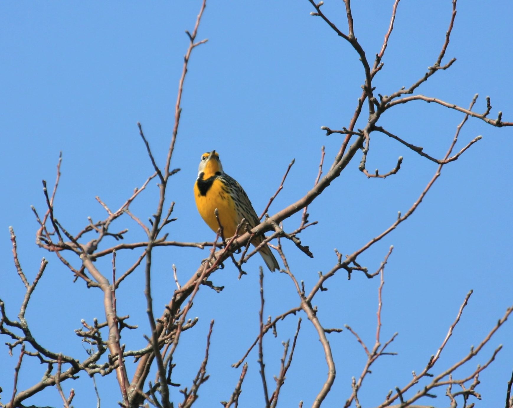 Eastern Meadowlark