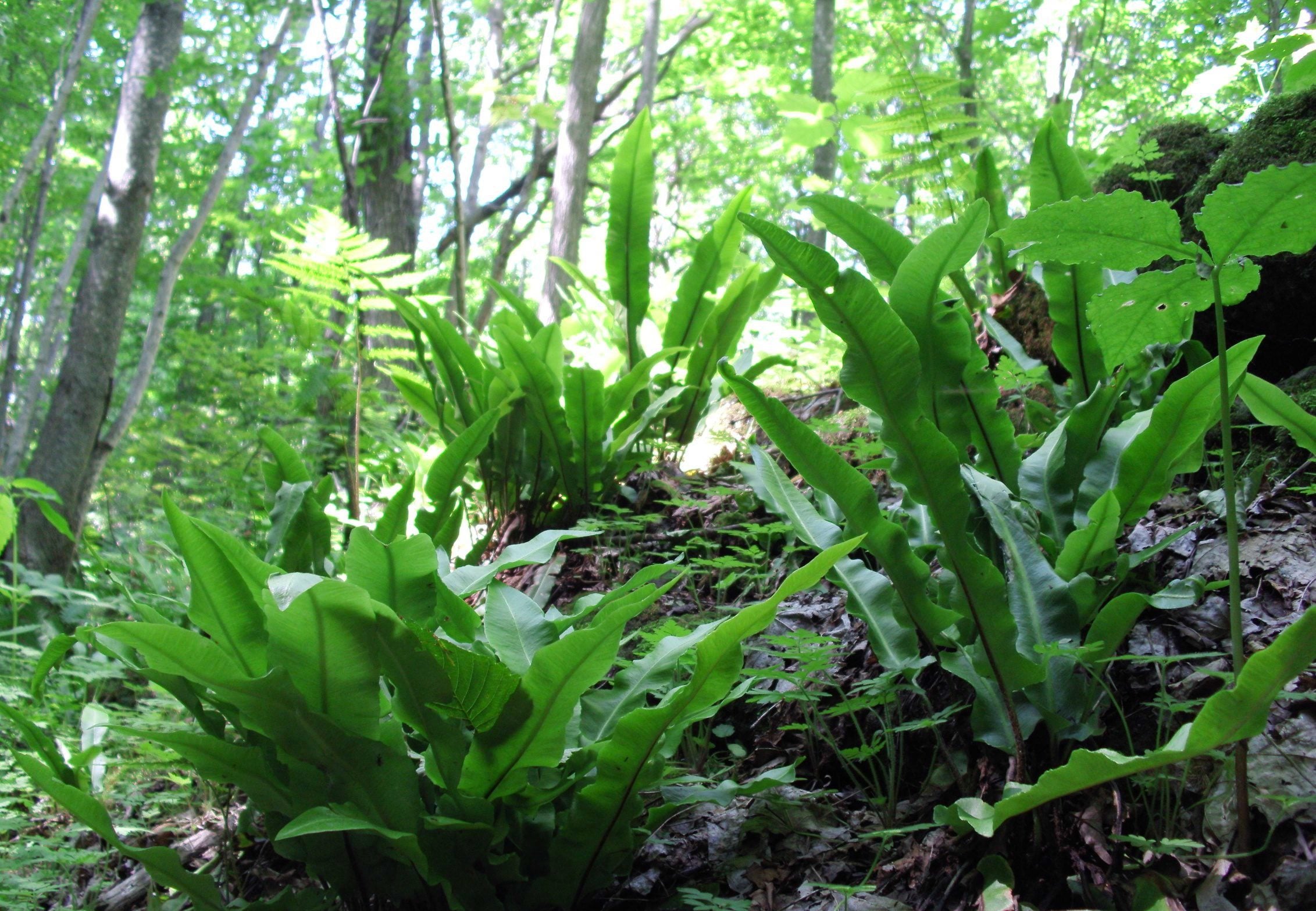 American Harts Tongue Fern