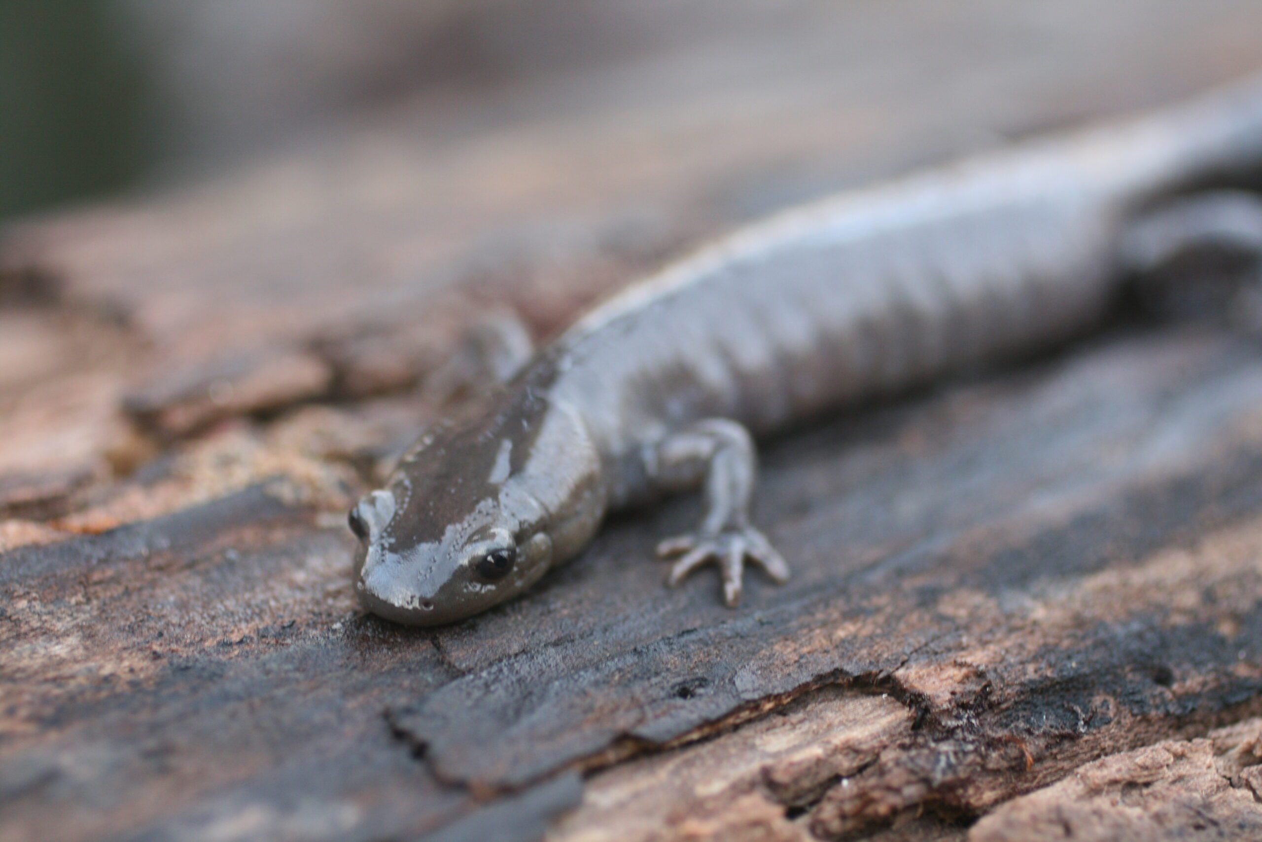 Jefferson Salamander