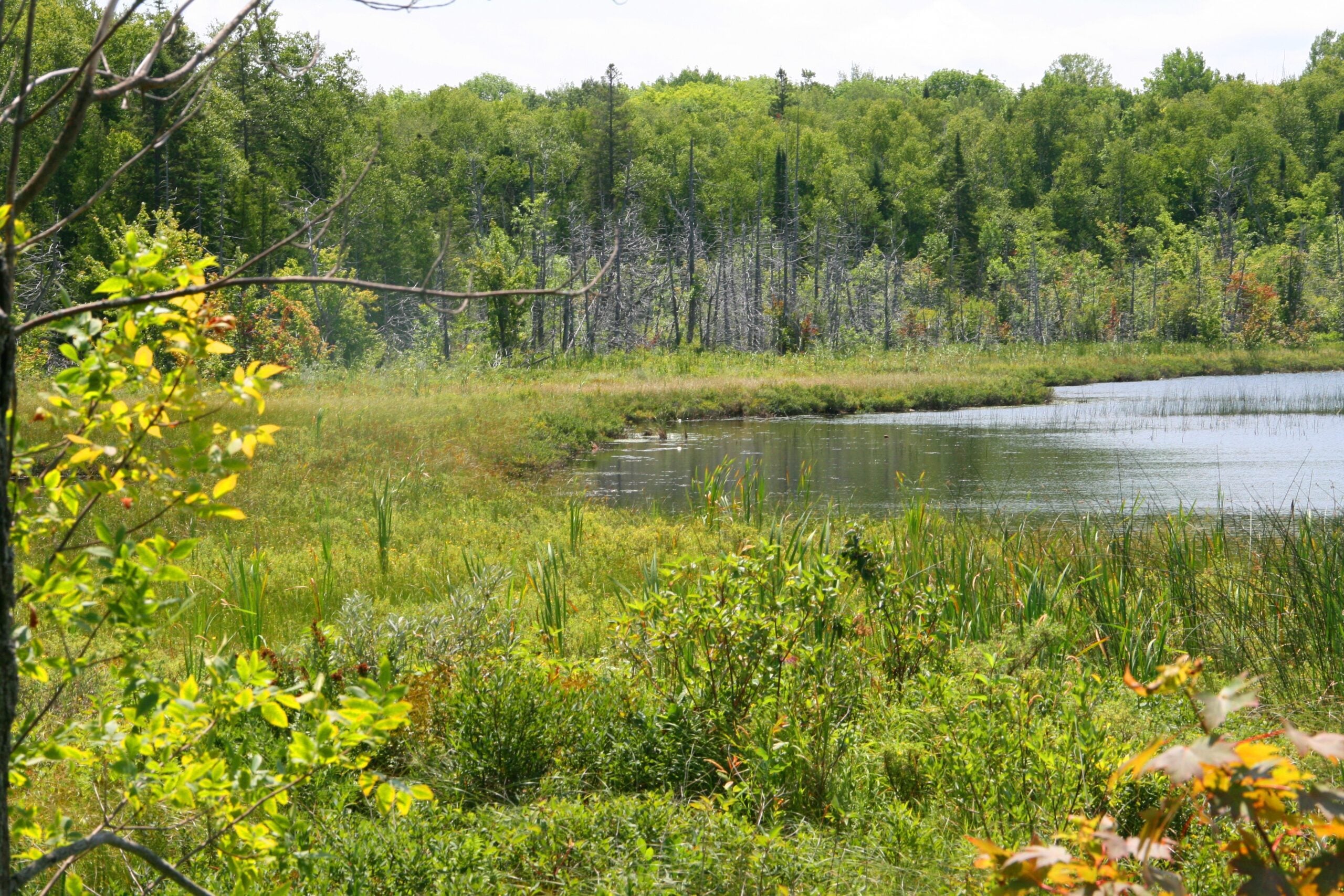 Wetlands