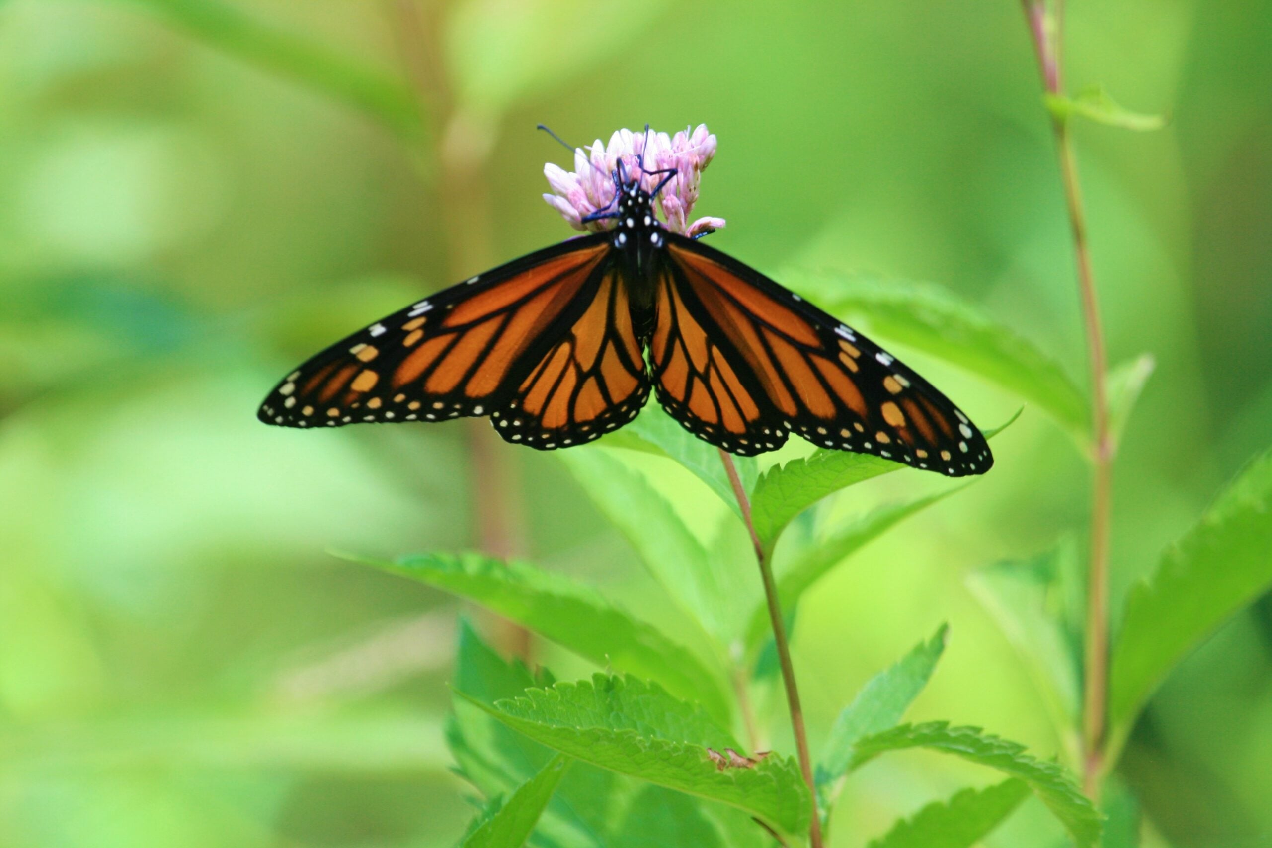 Monarch Butterfly