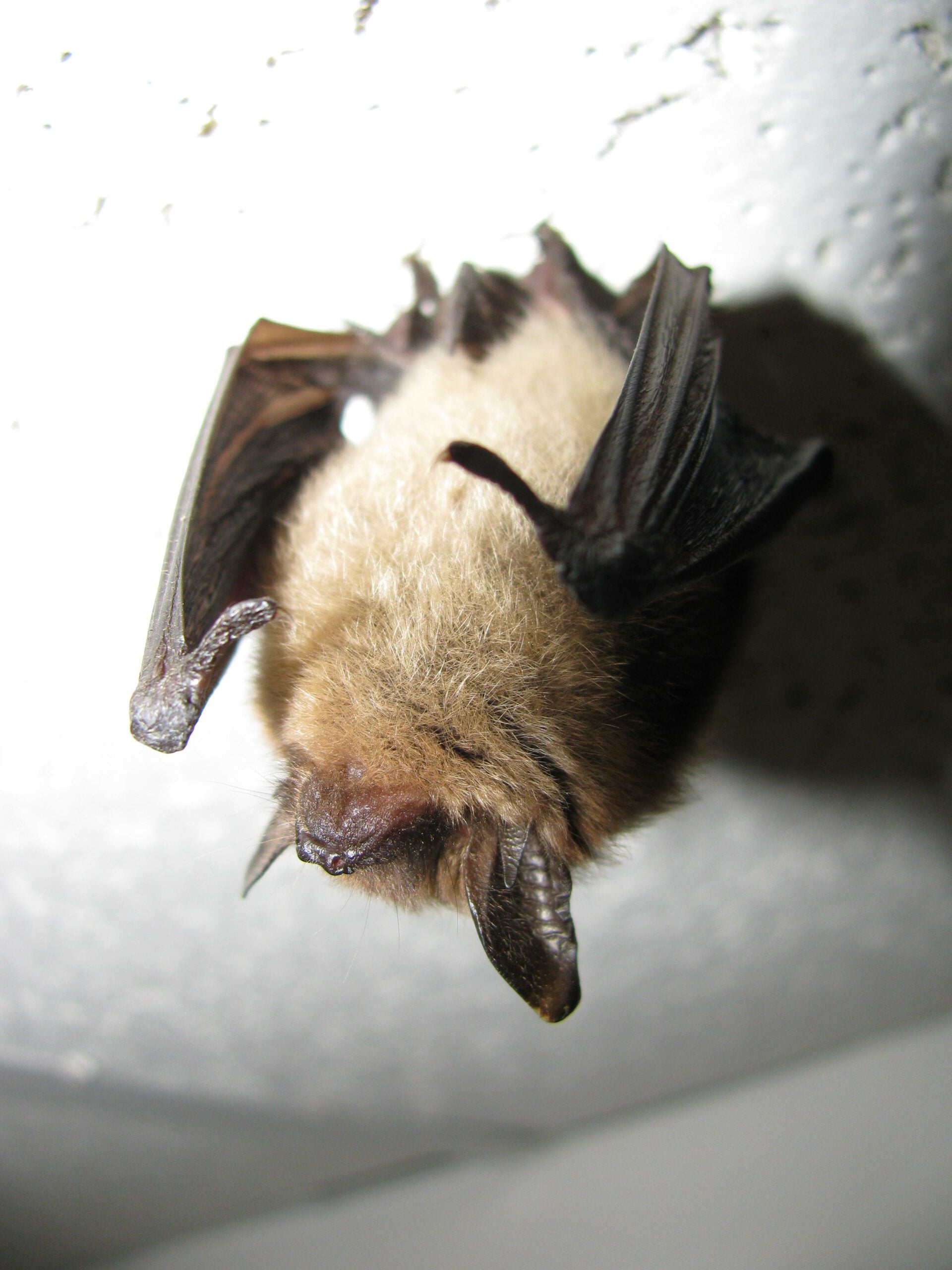 Northern Myotis - Credit Jomegat