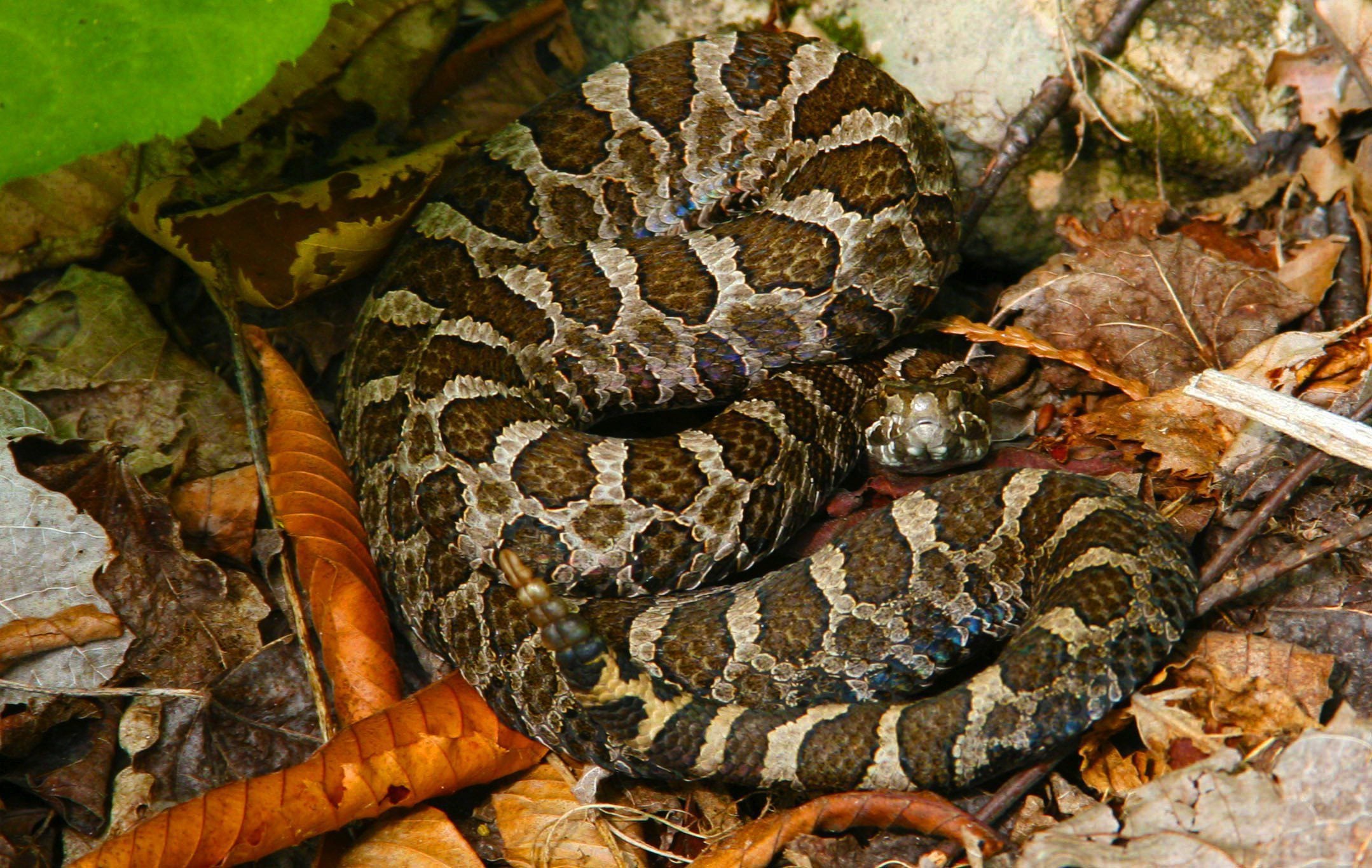 Massasauga Rattlesnake