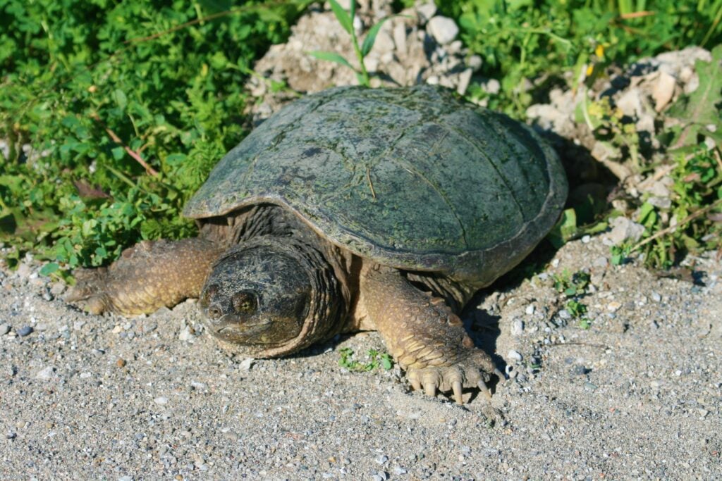 Snapping turtle