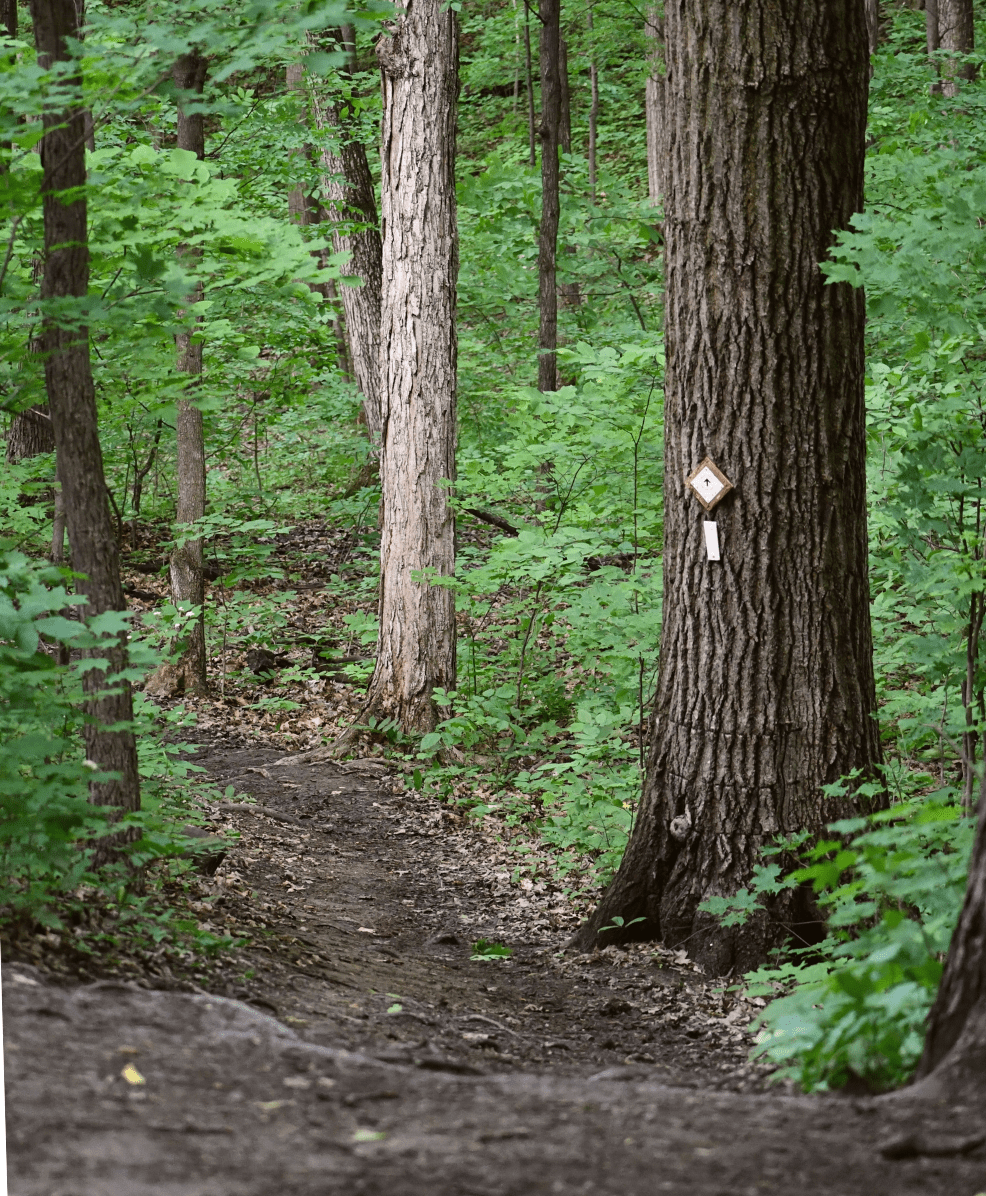 Bruce Trail Blaze