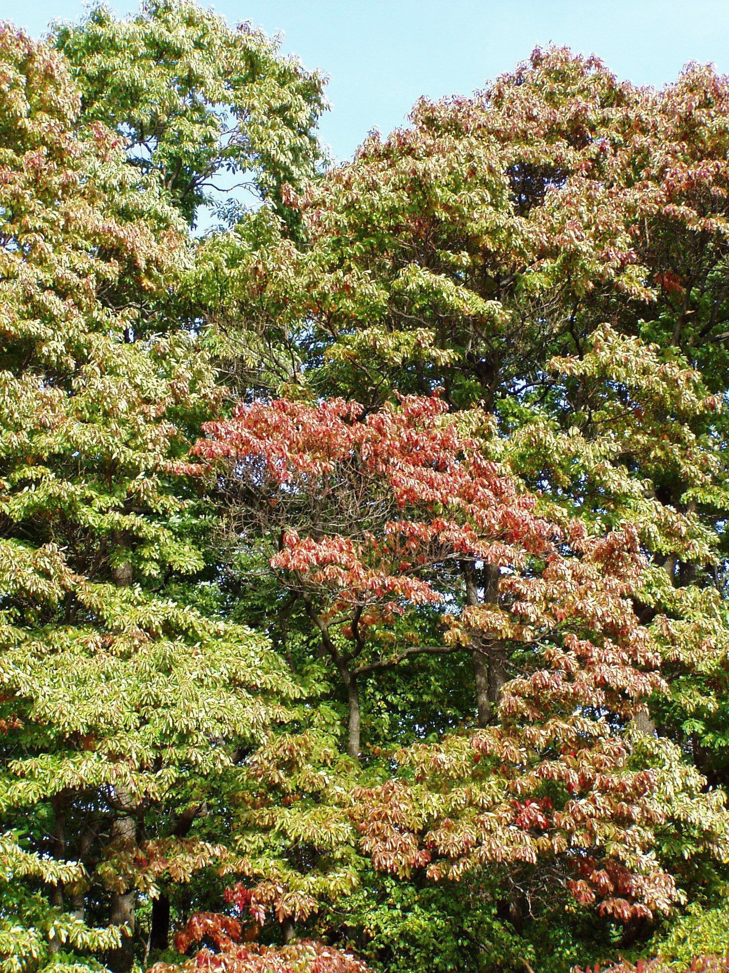 Carolinian Forest