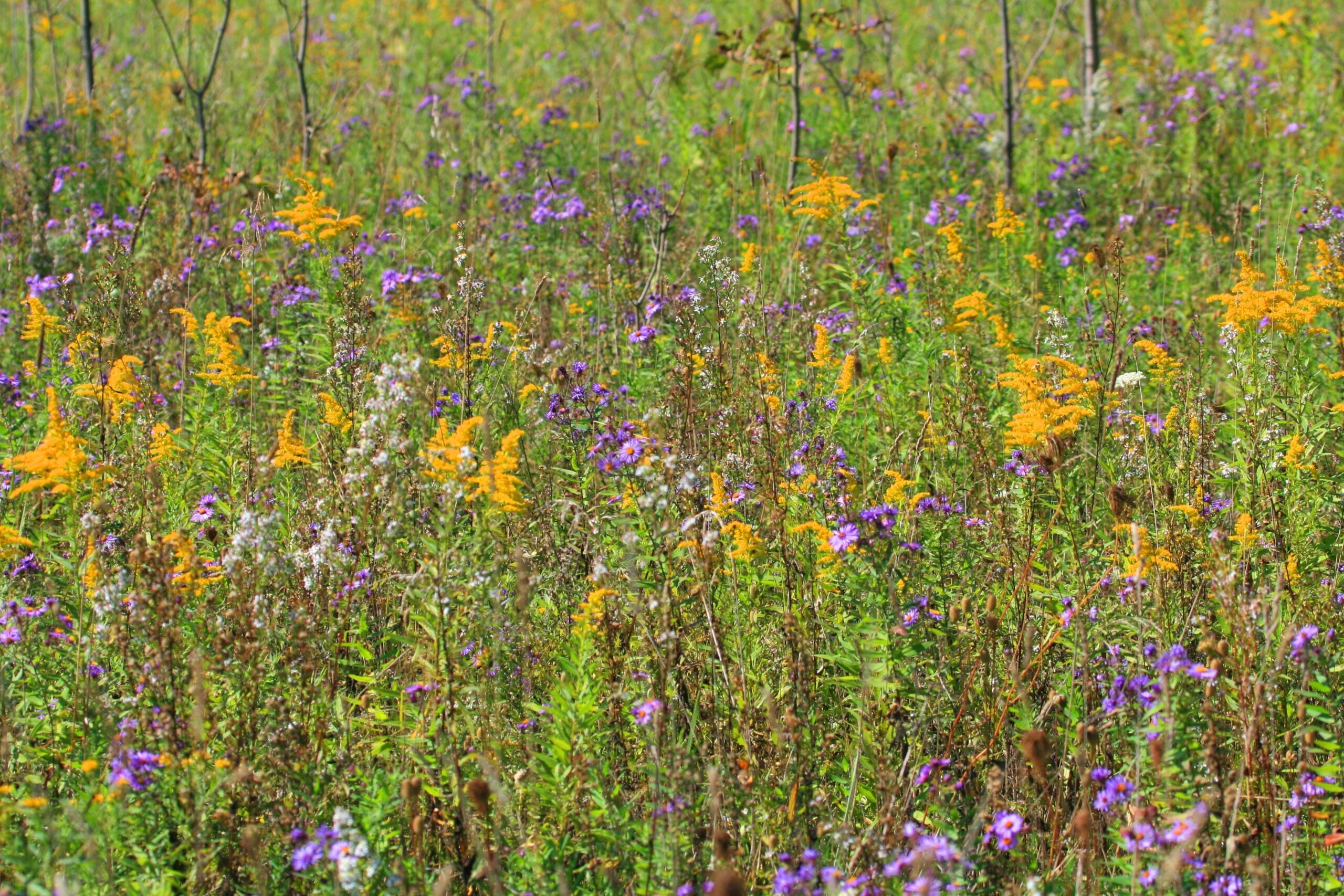 Meadow