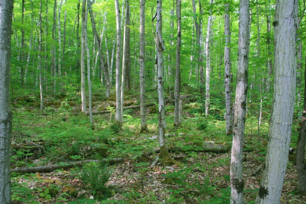 Deciduous Forest