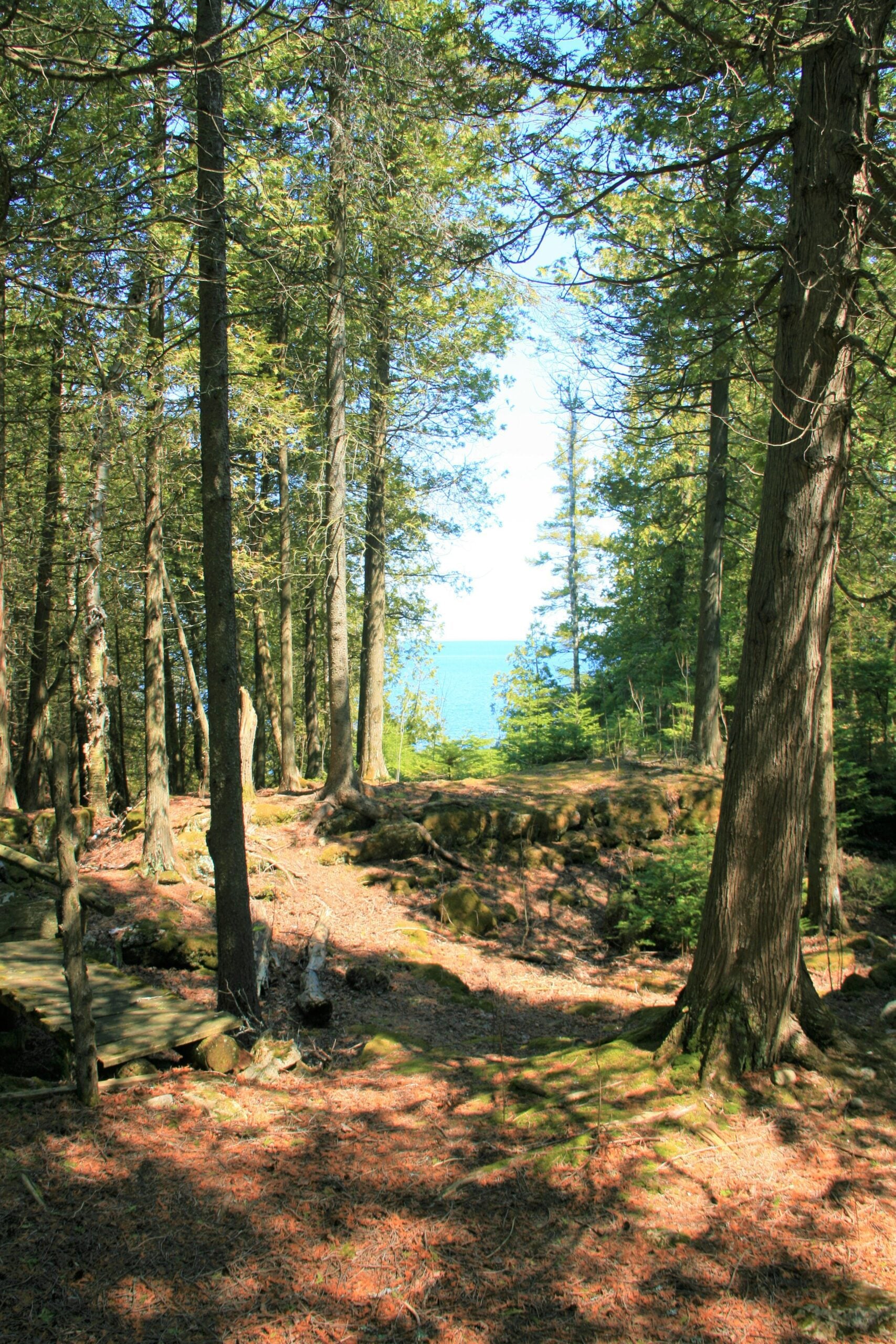 Coniferous Forest
