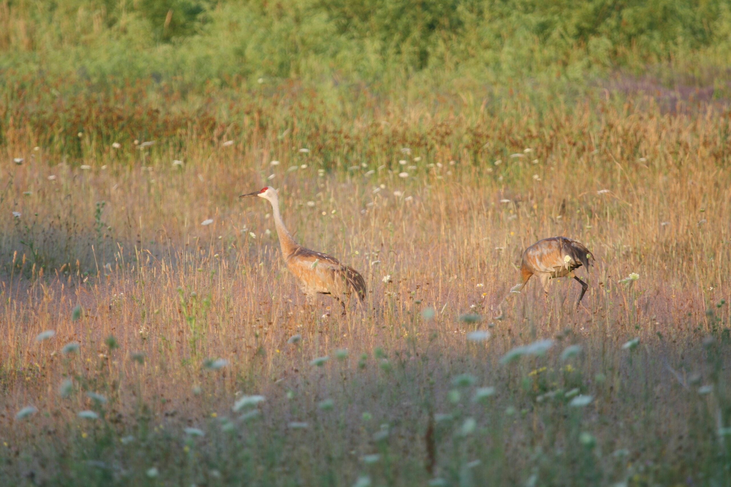 Sandhill Cranes