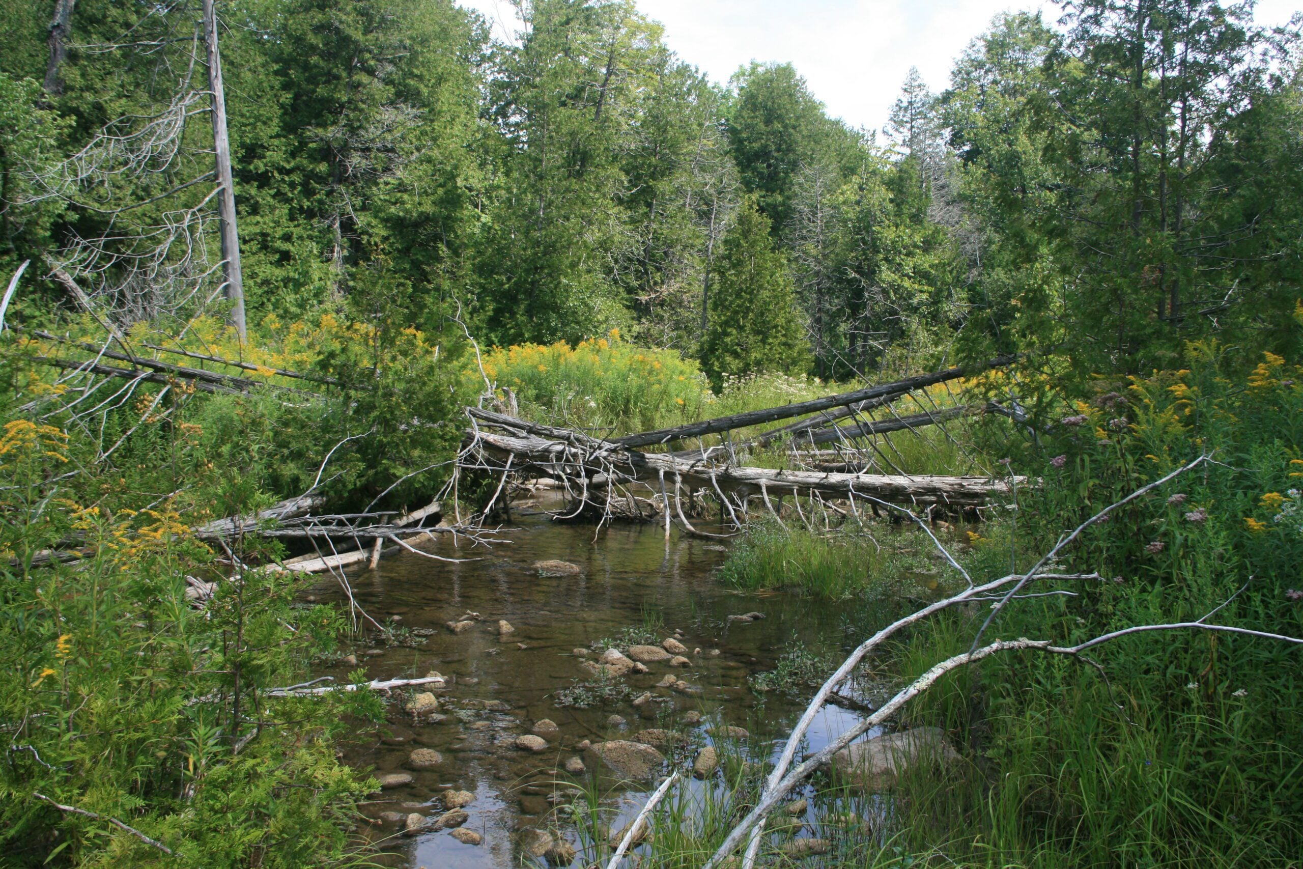 Stream