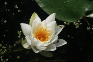White Water Lily
