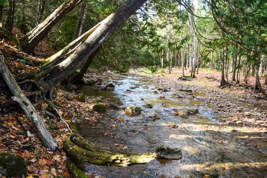 Riverside Woods Nature Reserve